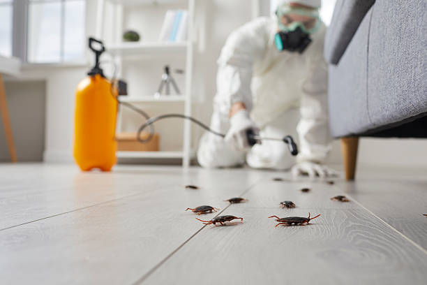 Post-Treatment Bed Bug Interceptor Monitoring in Rutherford